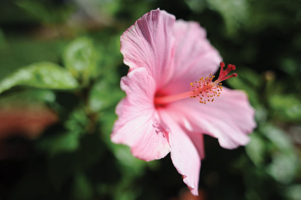 rcw-pink-hibiscus.jpg
